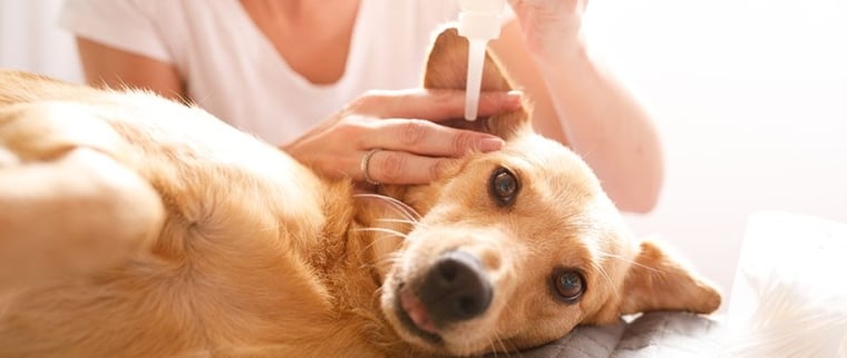 Nettoyer les oreilles chien